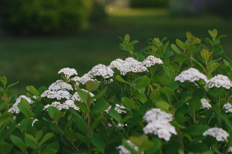Spirée à feuilles de bouleau ( Spiraea betulifolia )
