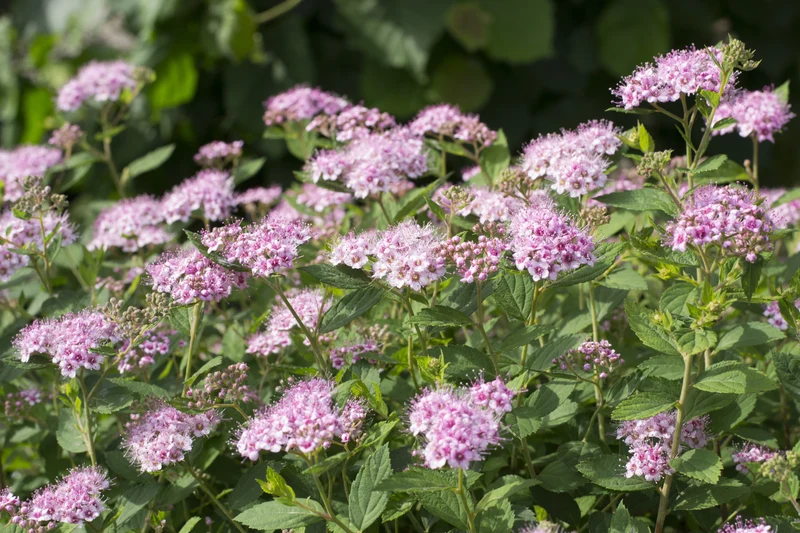 Spirée à feuilles de bouleau ‘Pink Sparkler’ ( Spiraea betulifolia ‘Pink Sparkler’)