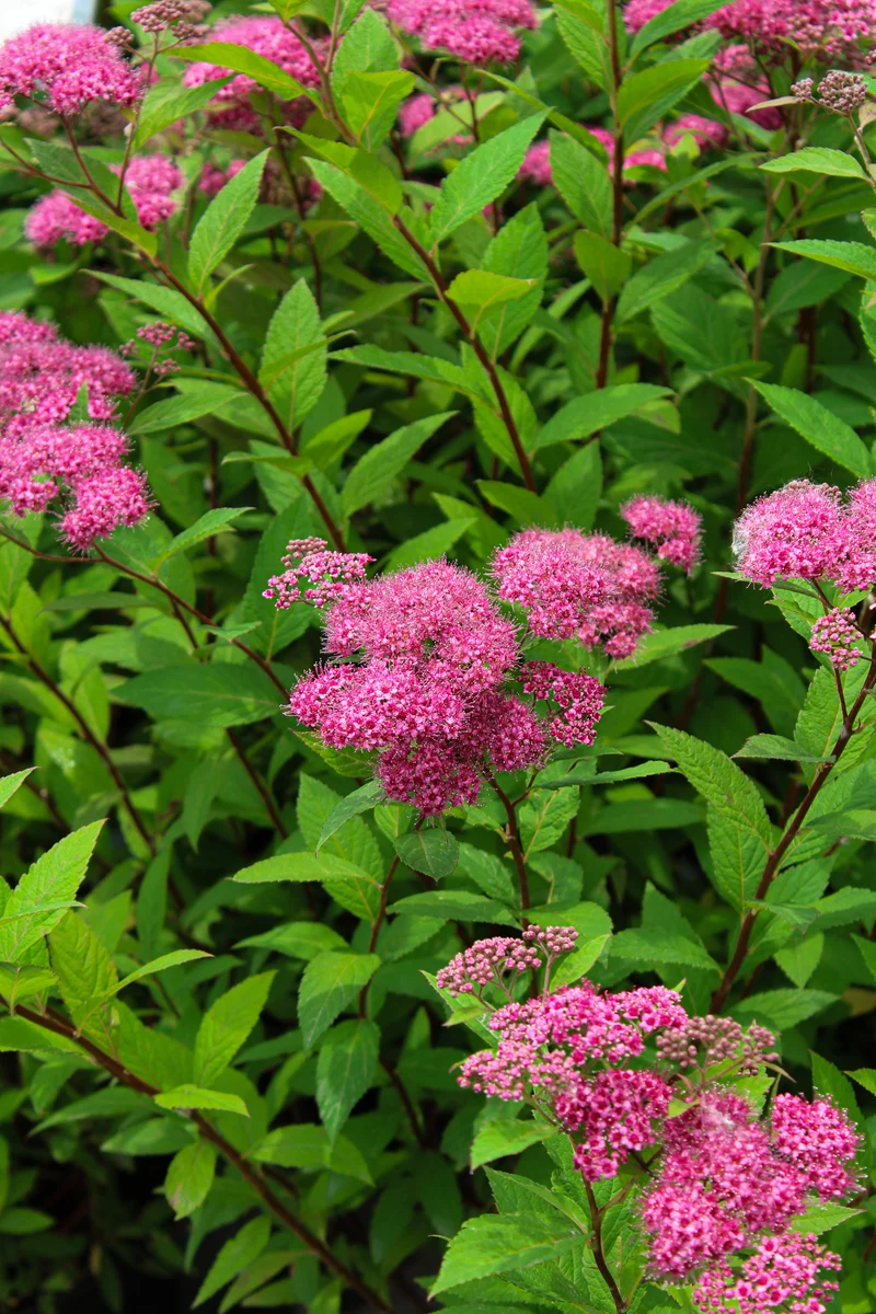 Spirée du Japon ‘Froebelli’ ( Spiraea japonica ‘Froebelli’)