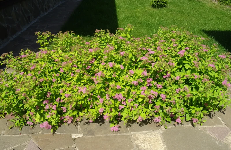 Spirée du Japon ‘Golden Princess’ ( Spiraea japonica ‘Golden Princess’)