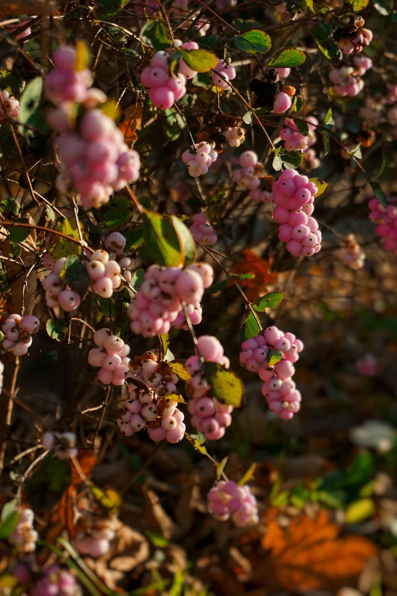 Symphorine de Doorenbos ‘Amethyst’ ( Symphoricarpos × doorenbosii ‘Amethyst’)
