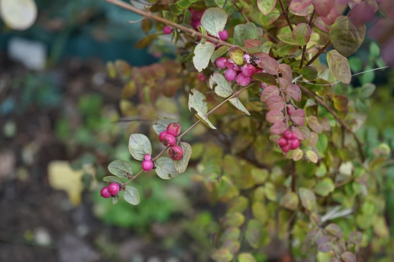 Symphorine de Doorenbos ‘Magic Berry’ ( Symphoricarpos × doorenbosii ‘Magic Berry’)