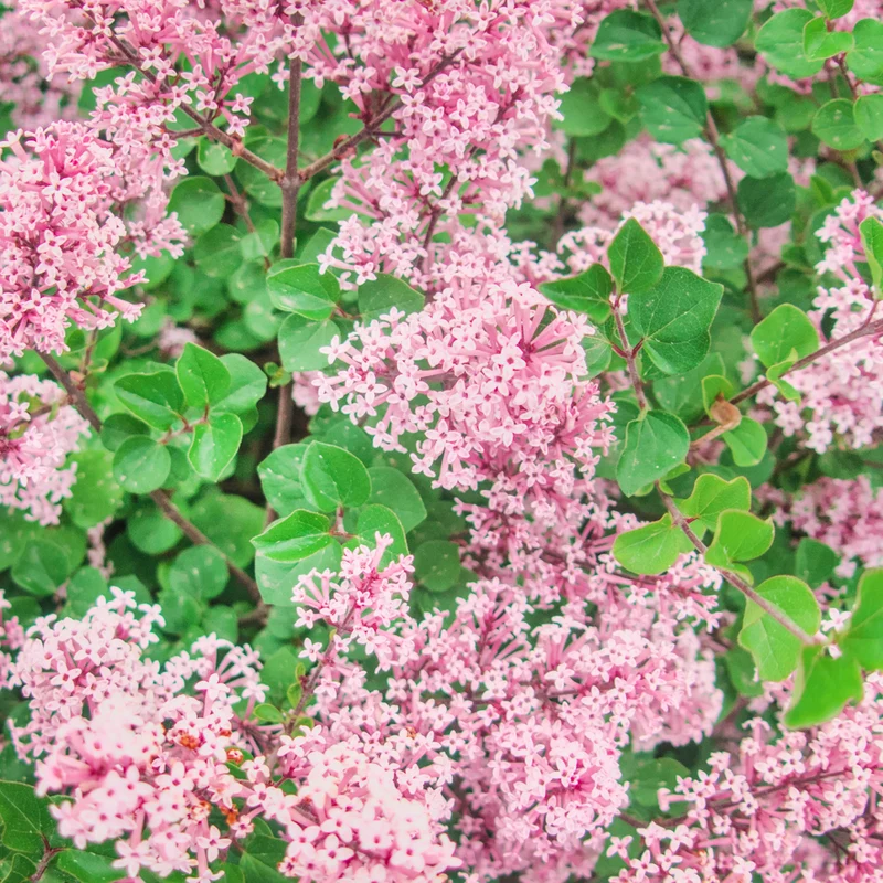 Lilas de Meyer ‘Flowerfesta Pink’ ( Syringa meyeri ‘Flowerfesta Pink’)