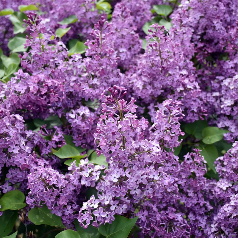 Lilas de Meyer ‘Flowerfesta Purple’ ( Syringa meyeri ‘Flowerfesta Purple’)