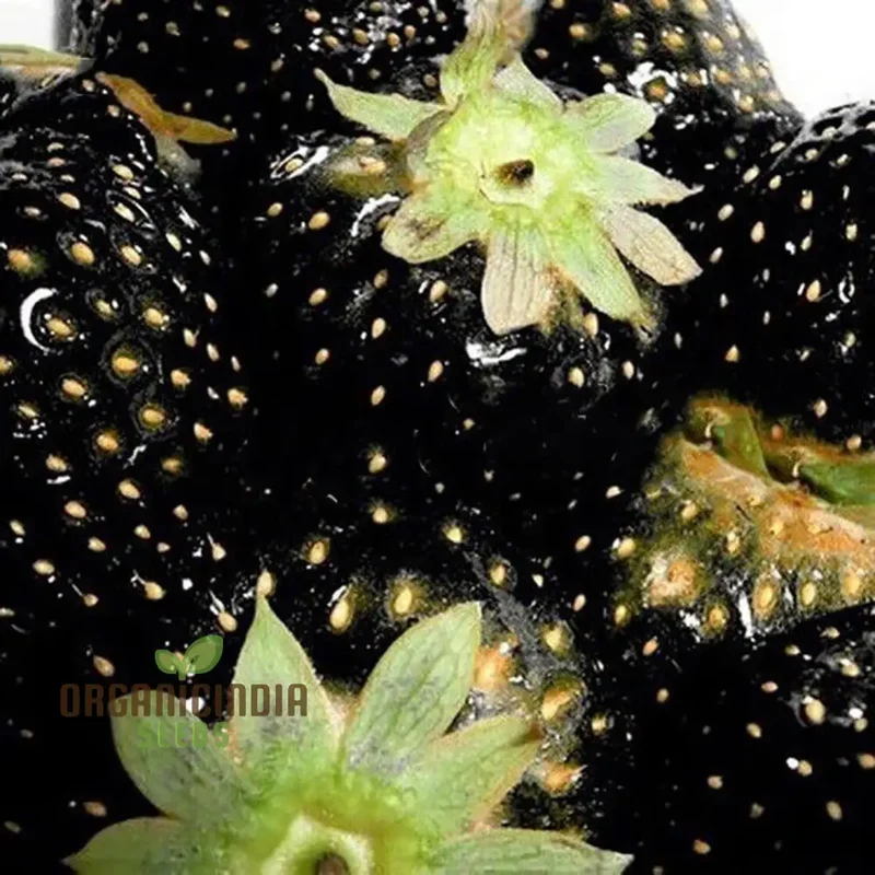 Black Strawberry Seeds For Planting Premium Gardening Delight Cultivate Unique, Juicy Harvests with Our Exclusive Seeds