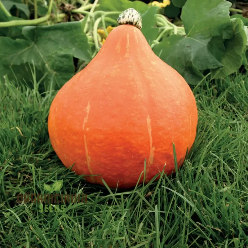 Potimarron Squash Seeds - Cultivate Nutty and Flavorful Potimarron Squash in Your Garden