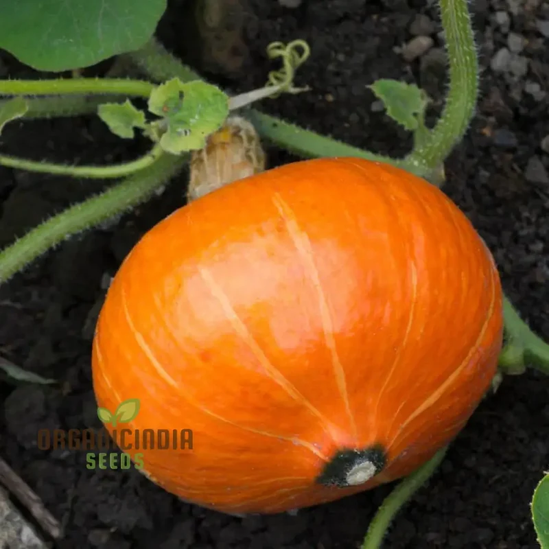 Potimarron Squash Seeds - Cultivate Nutty and Flavorful Potimarron Squash in Your Garden