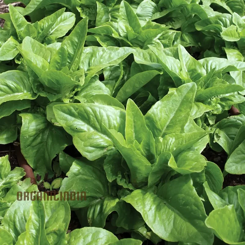 Amish Deer Tongue Lettuce Seeds - Heirloom Variety for Gardening and Planting