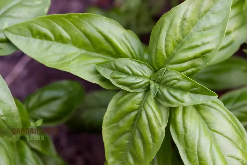 Genovese Basil - Premium Heirloom Seeds for Lush Herb Gardens | Grow Your Own Aromatic Basil Plants for Culinary Delights and Home Gardening Enthusiasts