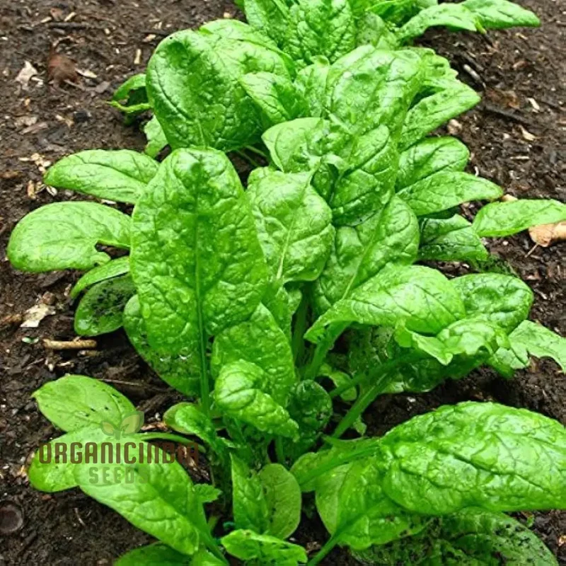 Nobel Spinach Vegetable Seeds For Planting, High-Quality Seeds for Gardening, Premium Garden Seeds