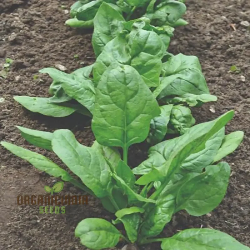 Nobel Spinach Vegetable Seeds For Planting, High-Quality Seeds for Gardening, Premium Garden Seeds