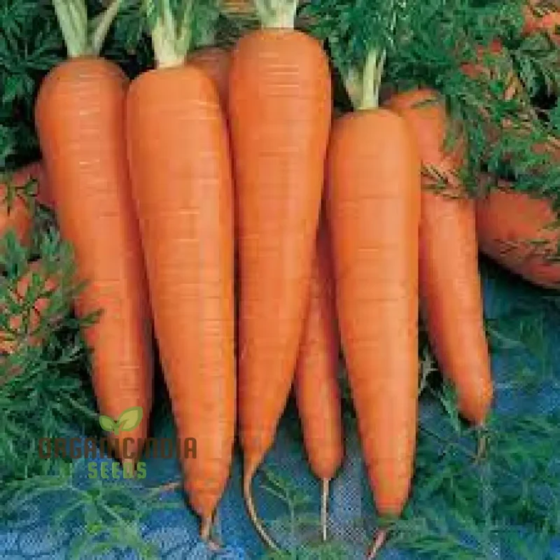 Danvers Carrot Seeds For planting - Premium Heirloom Variety for Bountiful Gardens | Shop Organic Gardening Supplies"
