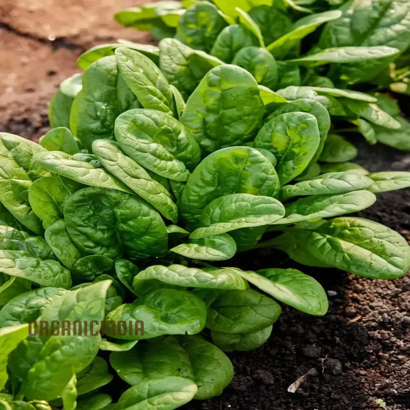 Bloomsdale Spinach Vegetable Seeds, Premium Quality Seeds for Your Garden, Ideal for Home Gardening
