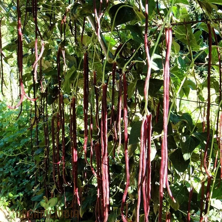 Michel's Cowpea Haven Seeds For planting: Your One-Stop Shop for Premium Cowpea Seeds and Gardening Supplies
