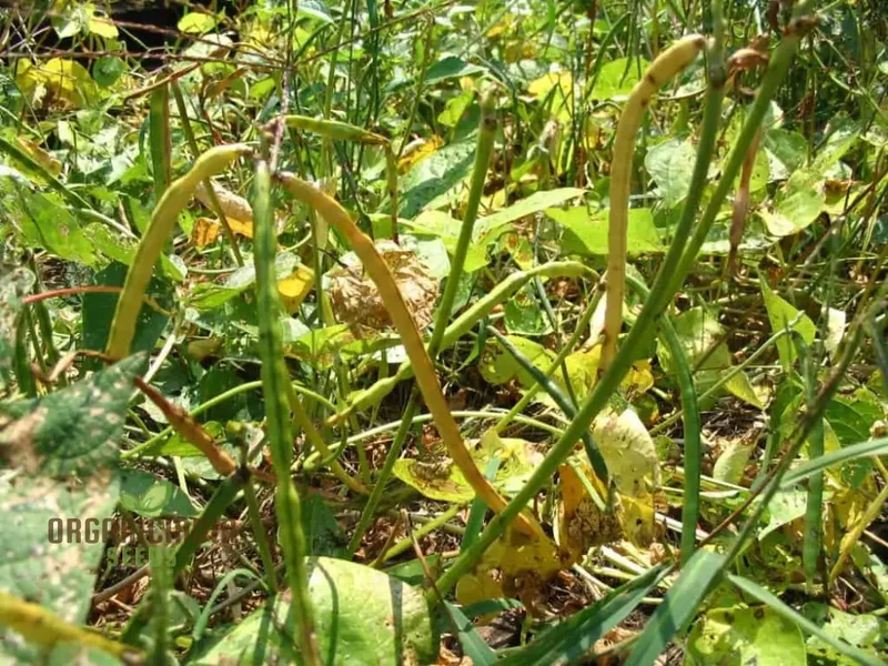 Michel's Cowpea Haven Seeds For planting: Your One-Stop Shop for Premium Cowpea Seeds and Gardening Supplies