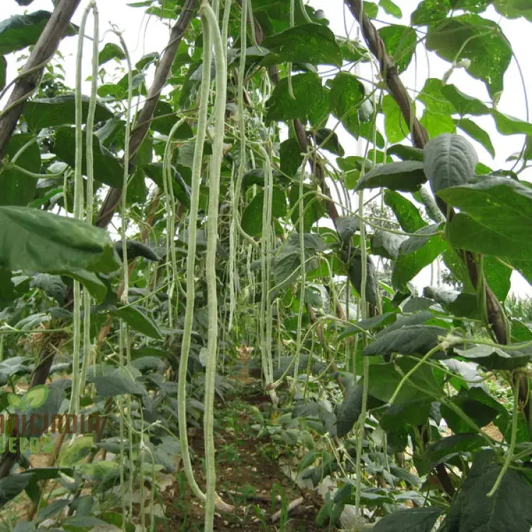 Fagiolini Della'occhio Cowpea Seeds For Planting: Heirloom Variety for Robust Gardening Enthusiasts