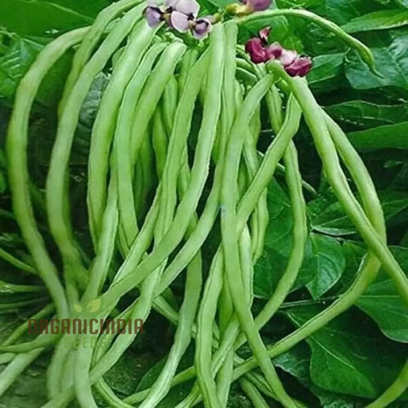 Fagiolini Della'occhio Cowpea Seeds For Planting: Heirloom Variety for Robust Gardening Enthusiasts