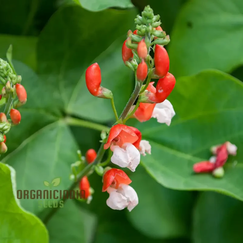 Painted Lady Improved Runner Bean Vegetable Seeds, Premium Quality Seeds for Your Garden