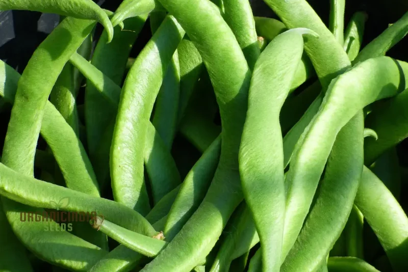 Painted Lady Improved Runner Bean Vegetable Seeds, Premium Quality Seeds for Your Garden