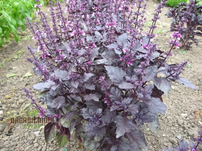 Purple Dark Opal Basil Seeds – Heirloom Aromatic Herb for Culinary & Ornamental Gardening