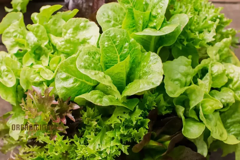Gulley's Favorite Lettuce Seeds for Vibrant Gardening Success