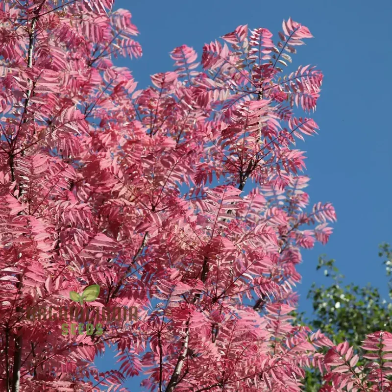 Toona sinensis Tree Seeds, Cultivating a Distinctive Addition to Your Landscape with Expert Planting and Gardening