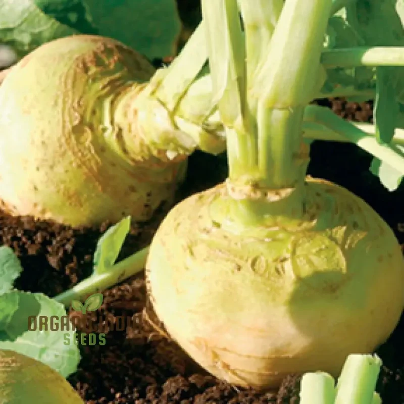 Cairns Family Heirloom Rutabaga Seeds - Preserve Tradition with Flavorful Rutabagas from the Cairns Family Heirloom Line