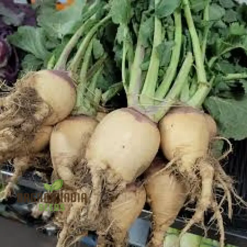 Cairns Family Heirloom Rutabaga Seeds - Preserve Tradition with Flavorful Rutabagas from the Cairns Family Heirloom Line