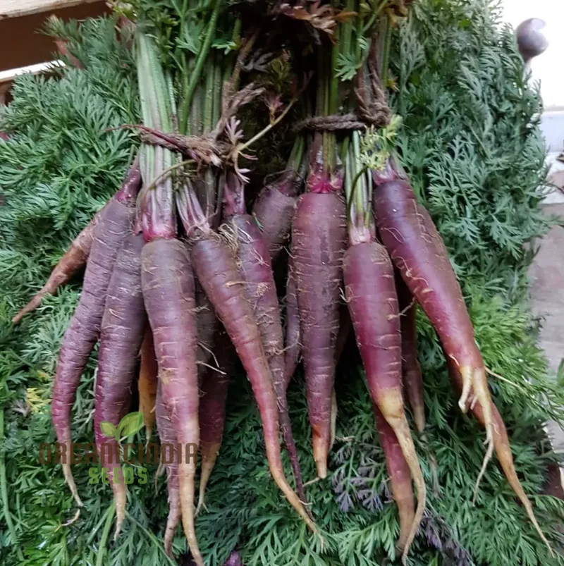 Cosmic Purple Carrot Seeds For Planting : Unveiling Celestial Gardening Delights with Rare Heirloom Seeds