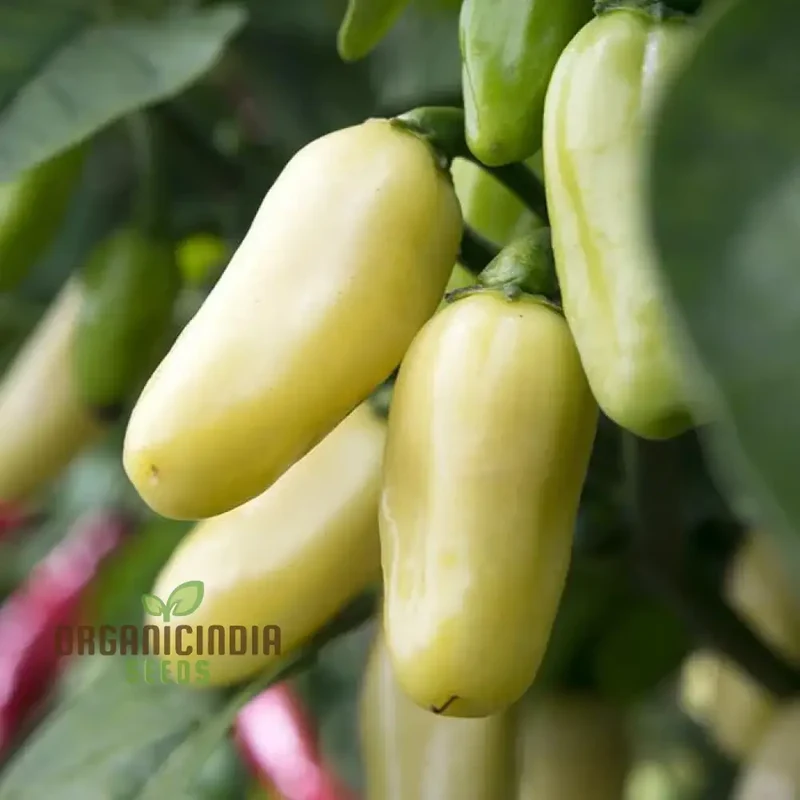 White Habanero Pepper Vegetable Seeds, Planting and Gardening Tips for Successful Cultivation
