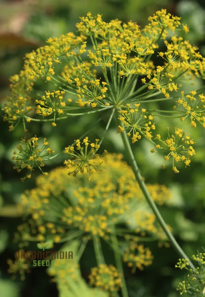 Grandma Einck's Delightful Dill Seeds – Premium Heirloom Dill for Flavorful Herb Gardens
