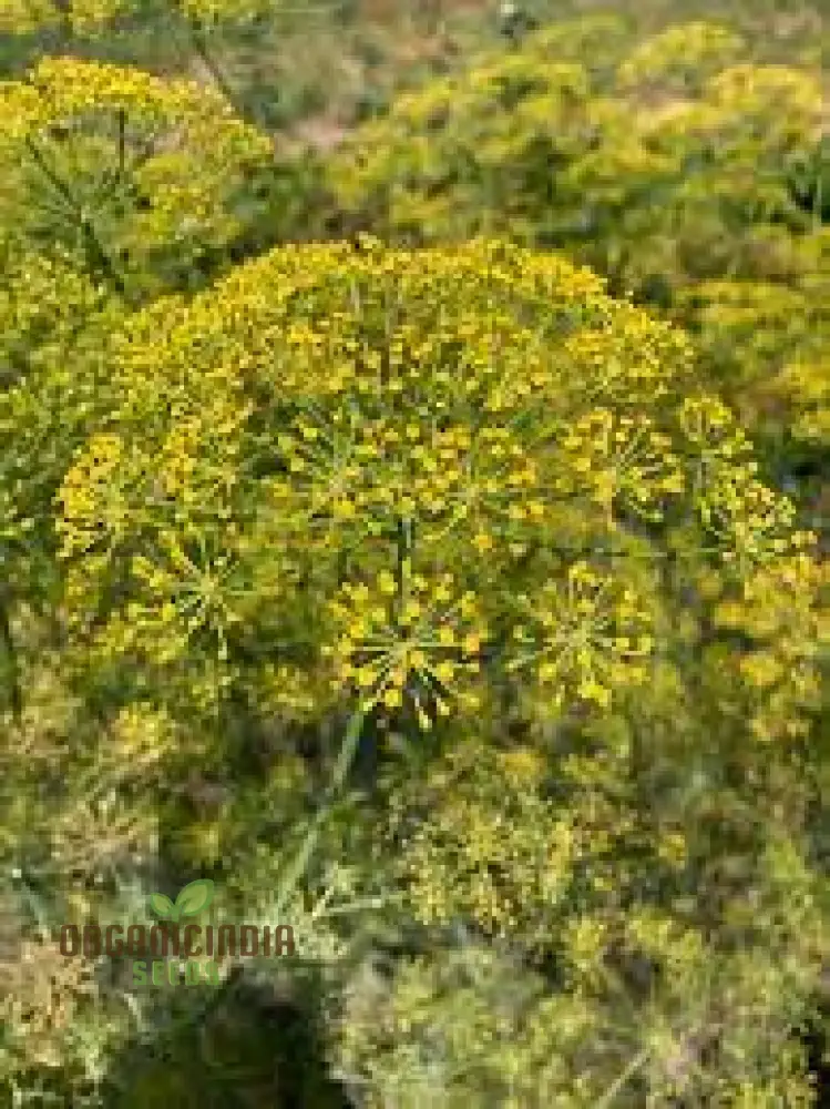Grandma Einck's Delightful Dill Seeds – Premium Heirloom Dill for Flavorful Herb Gardens