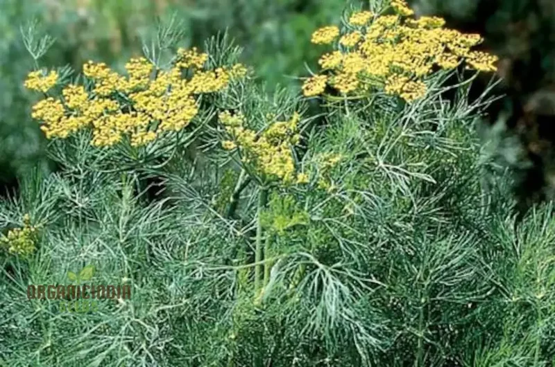 Grandma Einck's Delightful Dill Seeds – Premium Heirloom Dill for Flavorful Herb Gardens