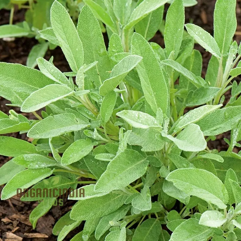Green Culinary Sage Seeds – Aromatic Garden Herb for Cooking