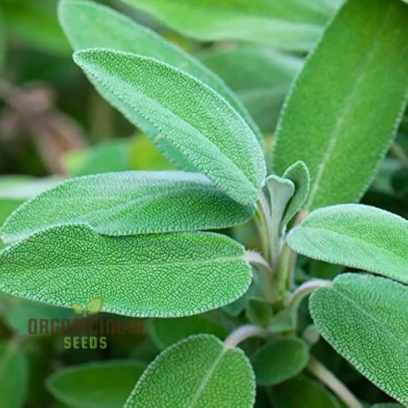 Green Culinary Sage Seeds – Aromatic Garden Herb for Cooking