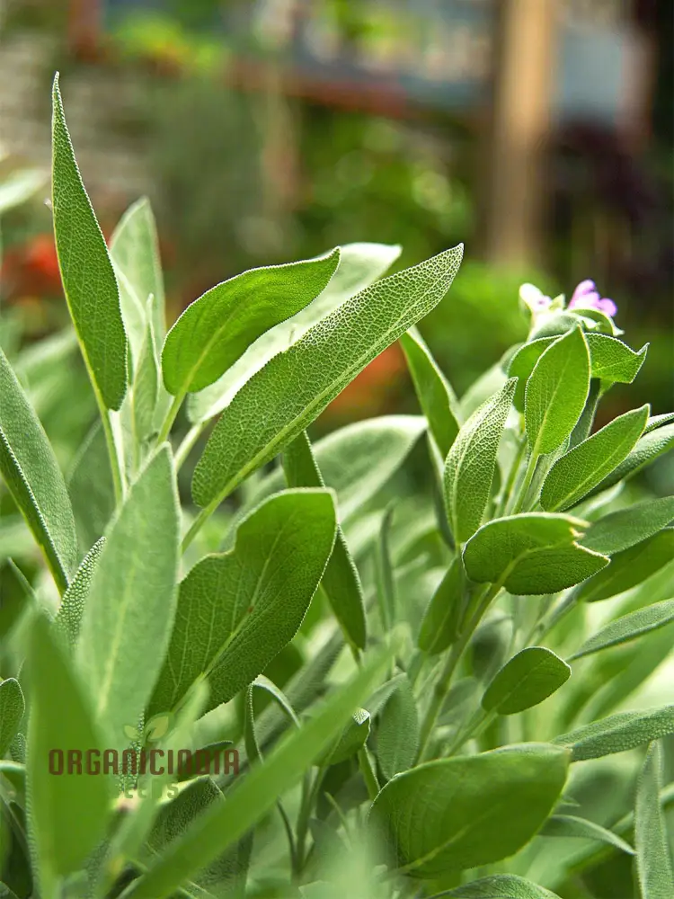 Green Culinary Sage Seeds – Aromatic Garden Herb for Cooking