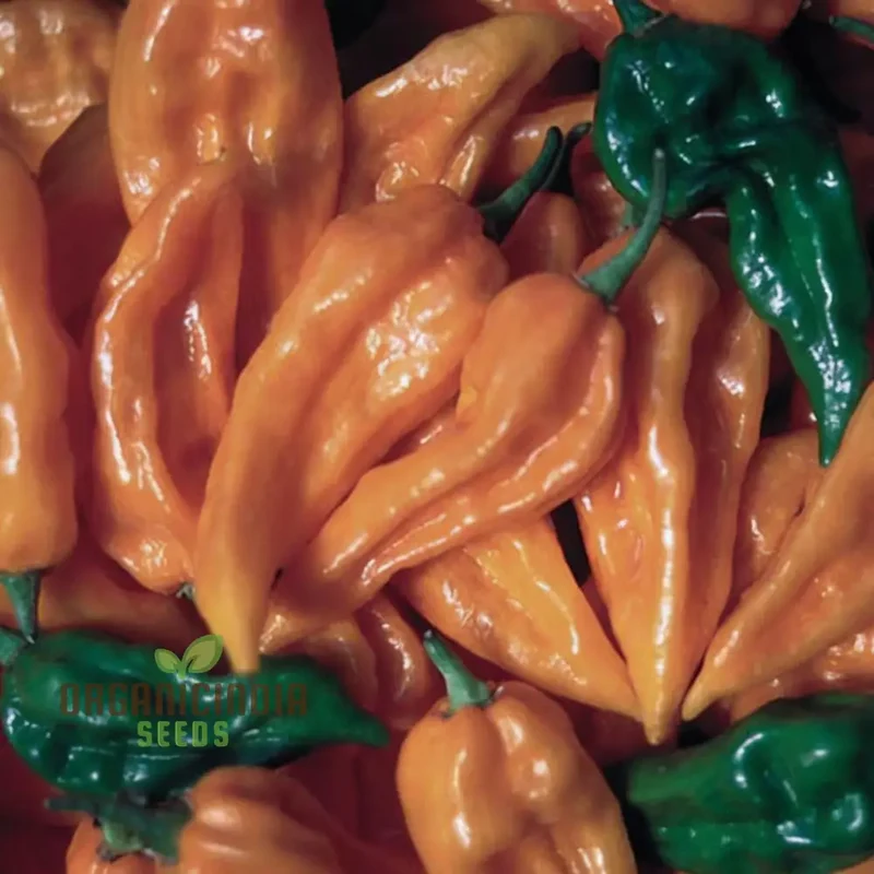 Fatalii Pepper Vegetable Seeds, High-Quality Seeds for Enthusiastic Gardeners