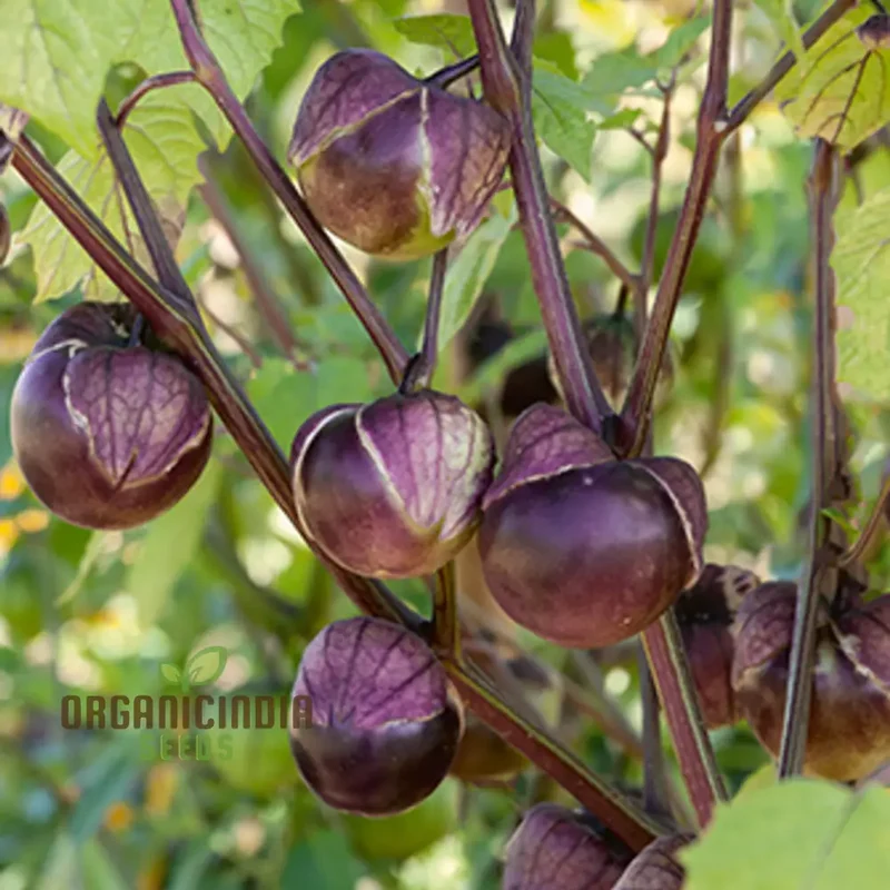Purple Tomatillo Vegetable Seeds, Expert Tips for Successful Planting and Gardening