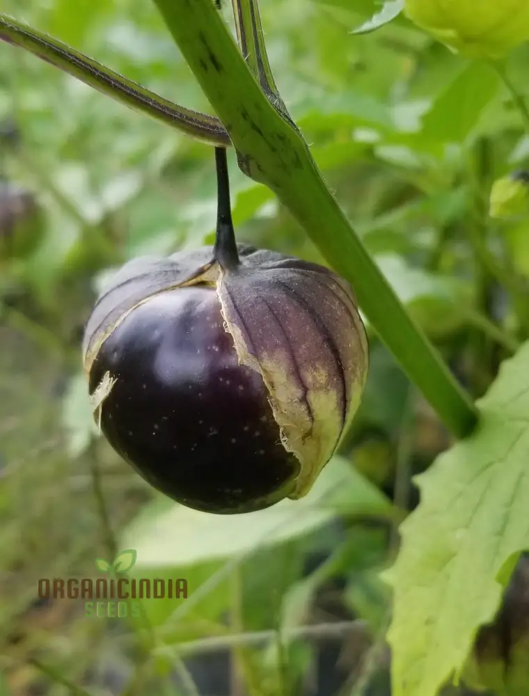 Purple Tomatillo Vegetable Seeds, Expert Tips for Successful Planting and Gardening