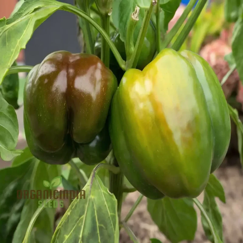 Miniature Chocolate Bell Pepper Vegetable Seeds, Premium Quality for Home Gardening, Shop Exquisite Garden Seeds