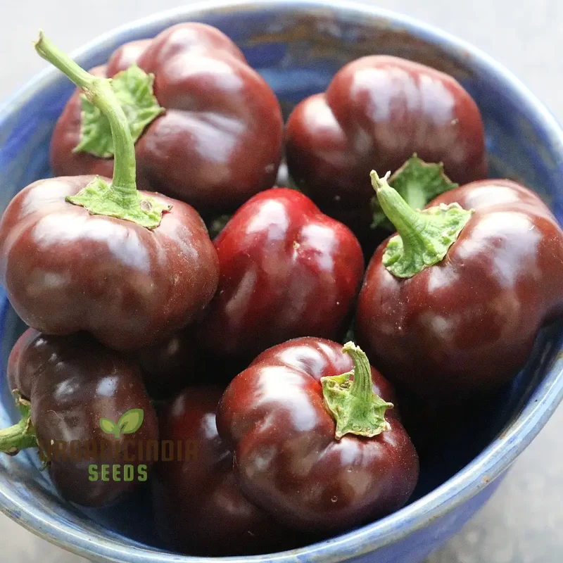 Miniature Chocolate Bell Pepper Vegetable Seeds, Premium Quality for Home Gardening, Shop Exquisite Garden Seeds