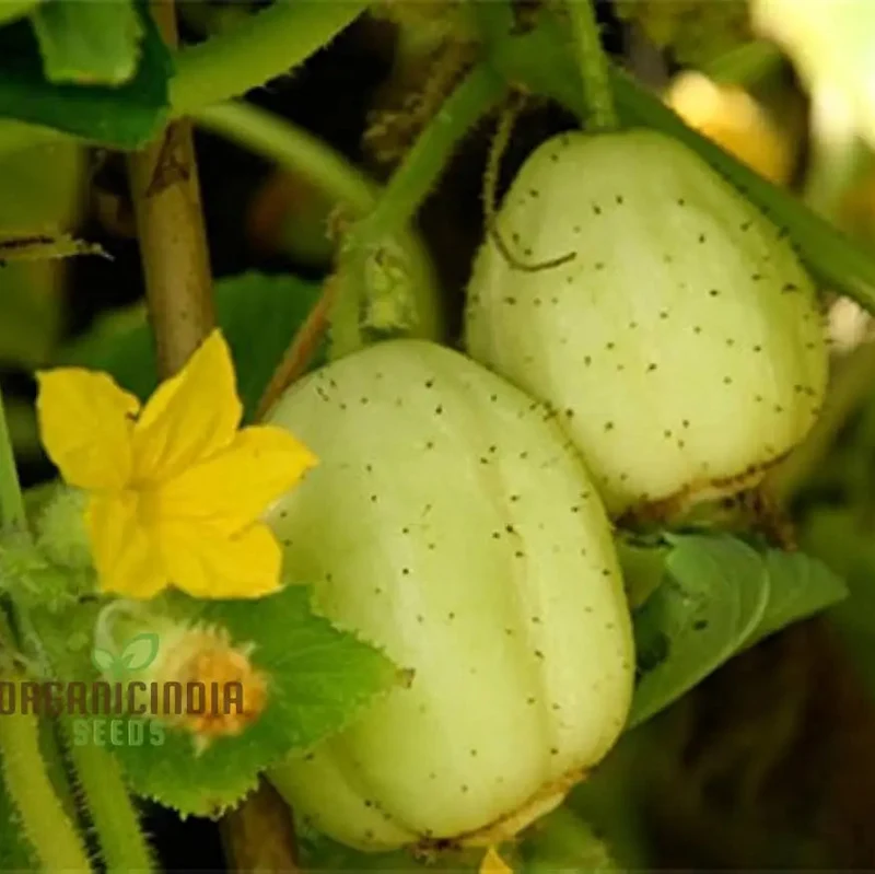 Crystal Apple Cucumber Seeds Cultivate Sweet and Crunchy Crystal Apple Cucumbers for Your Garden