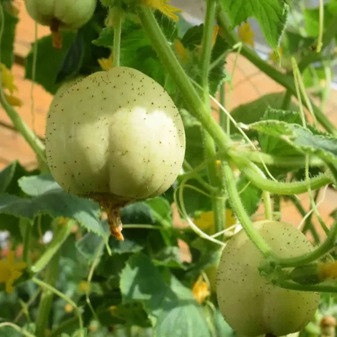 Crystal Apple Cucumber Seeds Cultivate Sweet and Crunchy Crystal Apple Cucumbers for Your Garden