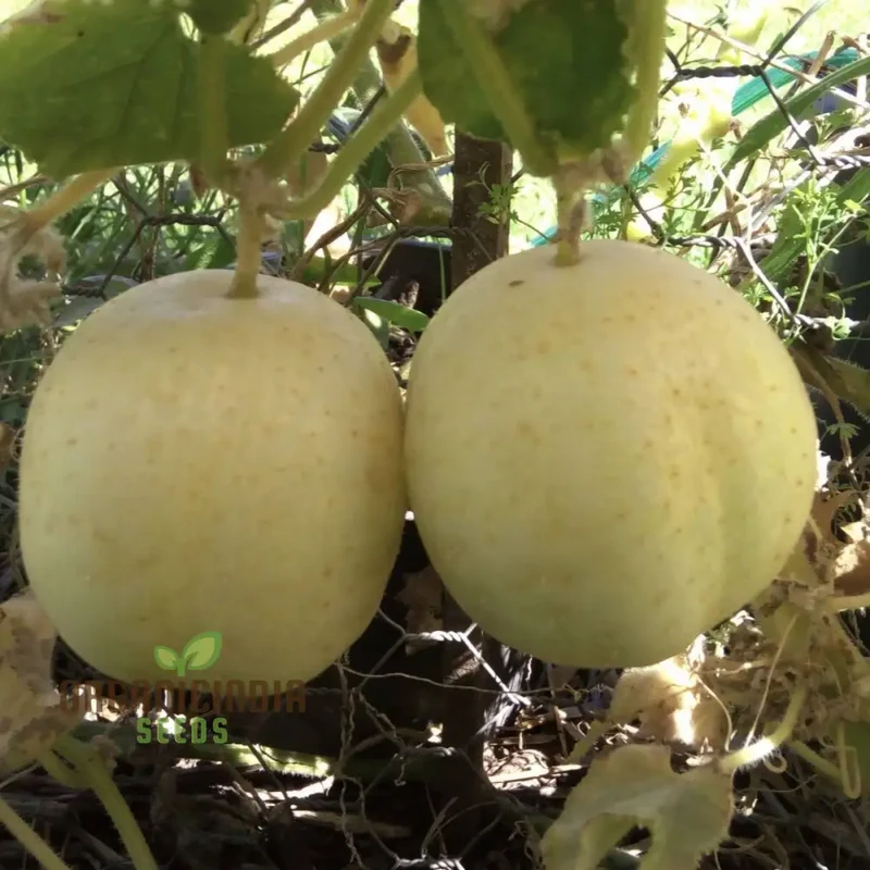 Crystal Apple Cucumber Seeds Cultivate Sweet and Crunchy Crystal Apple Cucumbers for Your Garden
