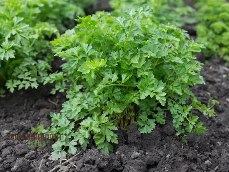 Giant Italian Parsley Seeds – Heirloom Variety for Lush, Flavorful Growth