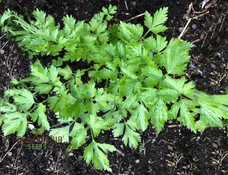 Giant Italian Parsley Seeds – Heirloom Variety for Lush, Flavorful Growth