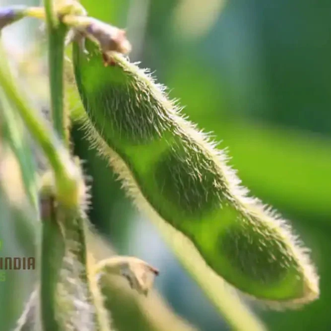 Planting Fiskeby Soybean Vegetable Seeds, Comprehensive Gardening Guide for Successful Cultivation