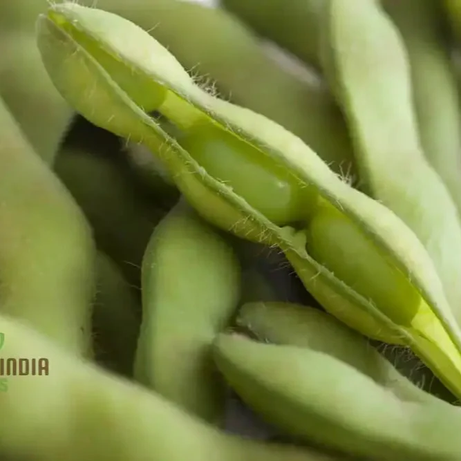 Planting Fiskeby Soybean Vegetable Seeds, Comprehensive Gardening Guide for Successful Cultivation