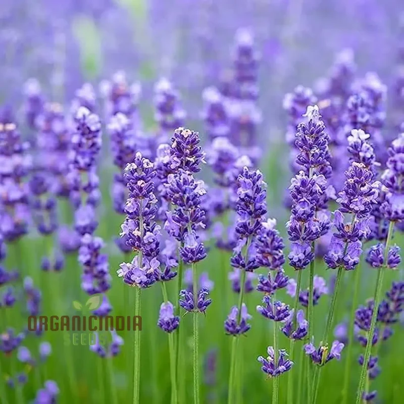 English Lavender Seeds – Fragrant, Hardy Perennial for Garden Borders & Aromatic Landscapes