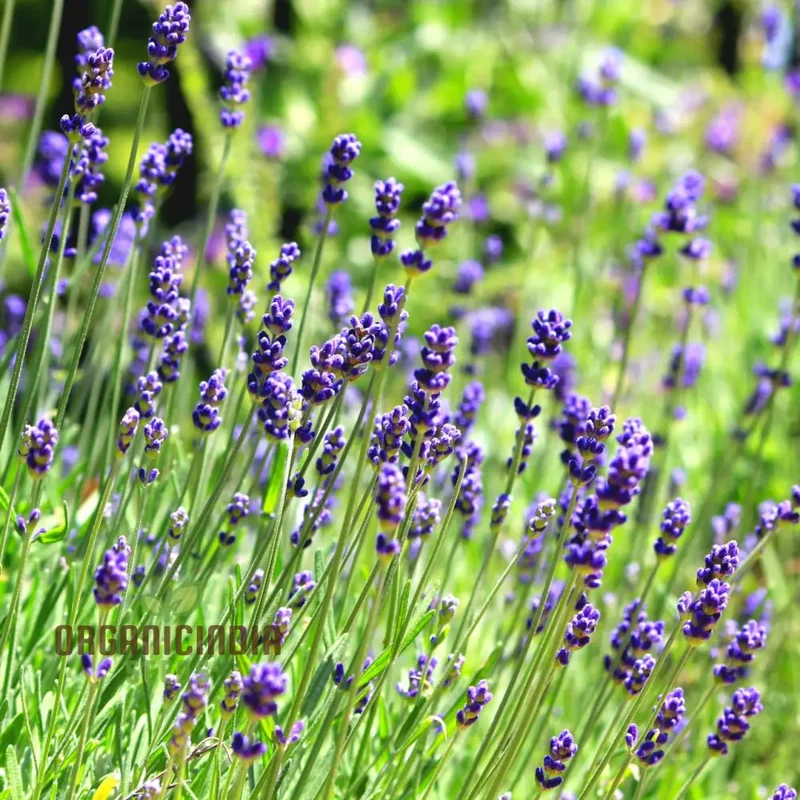 English Lavender Seeds – Fragrant, Hardy Perennial for Garden Borders & Aromatic Landscapes